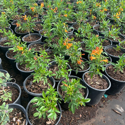 1 gallon Sparklette Tecoma (Tecoma stans 'Sparklette') in nursery pot — Phoenix, AZ