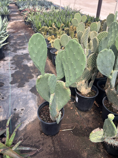 Spineless Prickly Pear