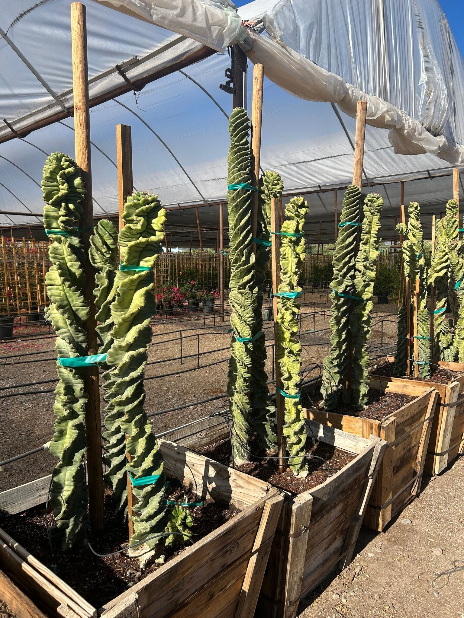 Spiral Cereus - 30" Box
