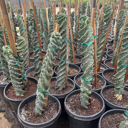 15 gallon Spiral Cereus cactus (Cereus forbesii 'Spiralis') in nursery pot — Phoenix, AZ