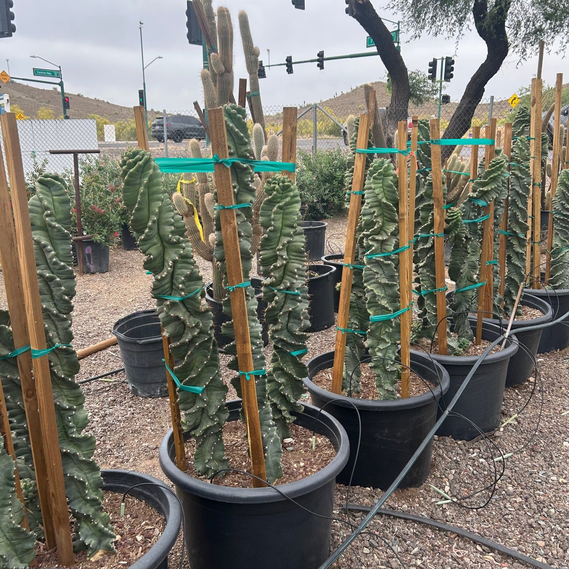 25 gallon Spiral Cereus cactus (Cereus forbesii 'Spiralis') in nursery pot — Phoenix, AZ