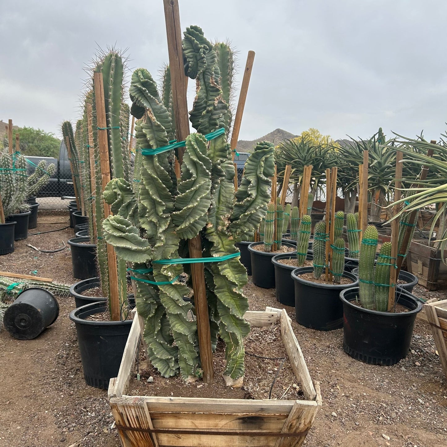 30 inch box Spiral Cereus Cactus (Cereus forbesii spiralis) in nursery — Phoenix, AZ