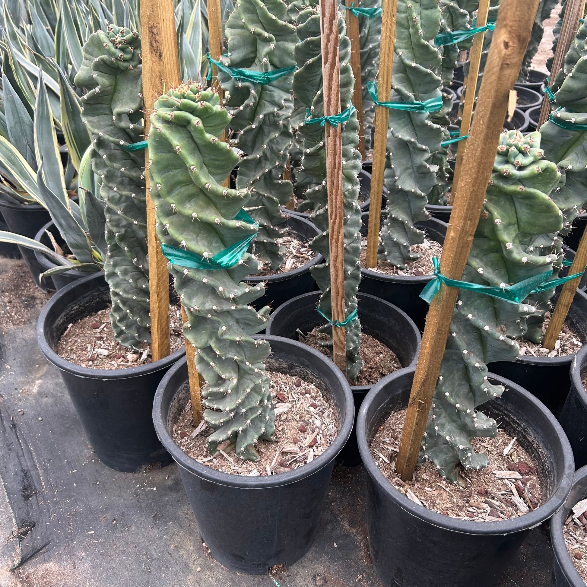 Buy Spiral Cereus Phoenix, AZ | Cereus forbesii