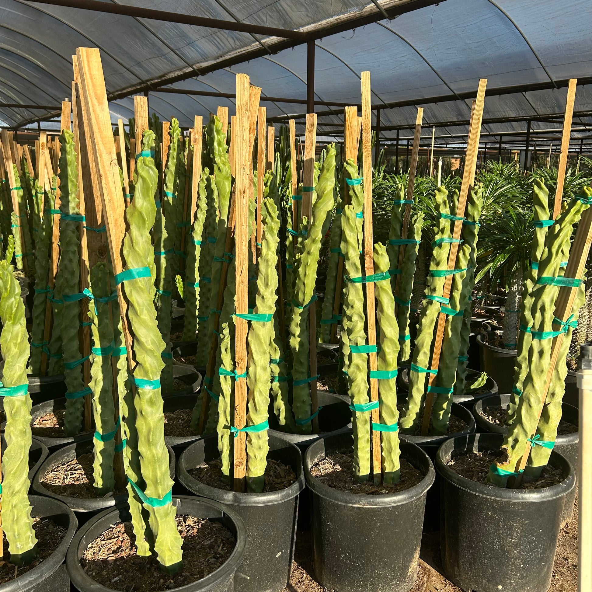 15 gallon Spiral Totem Pole Cactus (Pachycereus schottii f. monstrosus 'Spiralis') in nursery pot — Phoenix, AZ