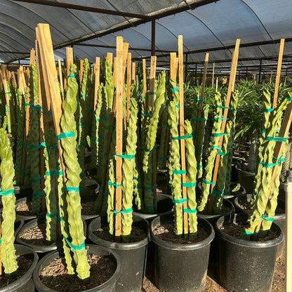 15 gallon Spiral Totem Pole Cactus (Pachycereus schottii f. monstrosus 'Spiralis') in nursery pot — Phoenix, AZ