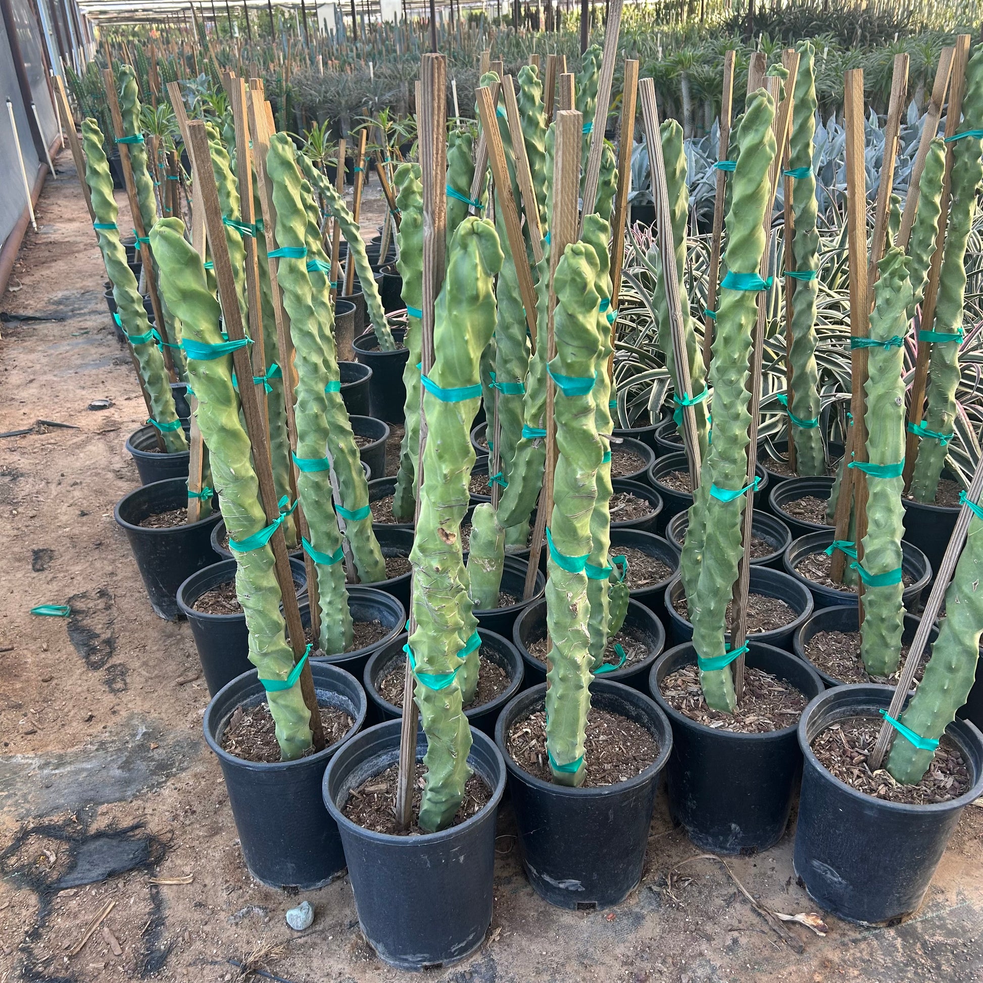 5 gallon Spiral Totem Cereus (Cereus forbesii 'Spiralis') in nursery pot — Phoenix, AZ