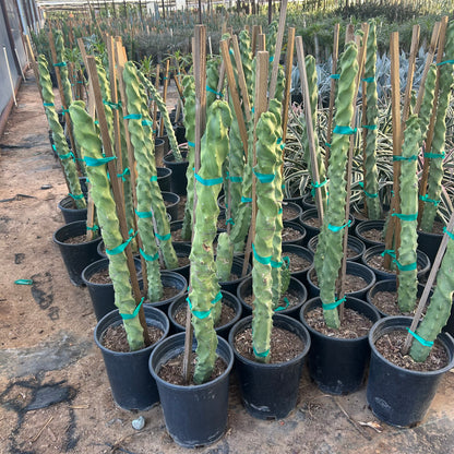 5 gallon Spiral Totem Cereus (Cereus forbesii 'Spiralis') in nursery pot — Phoenix, AZ