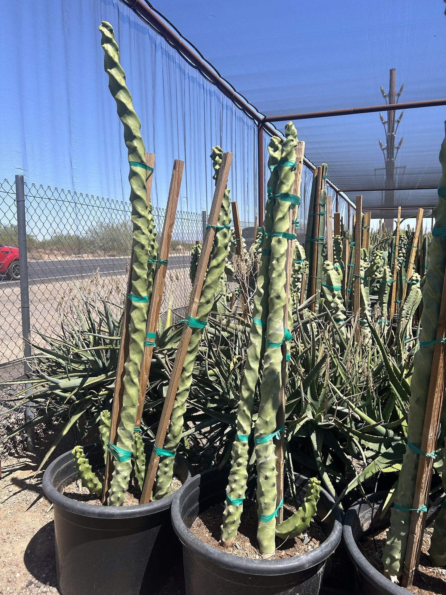 Spiral Totem Pole 24"/25 Gallon