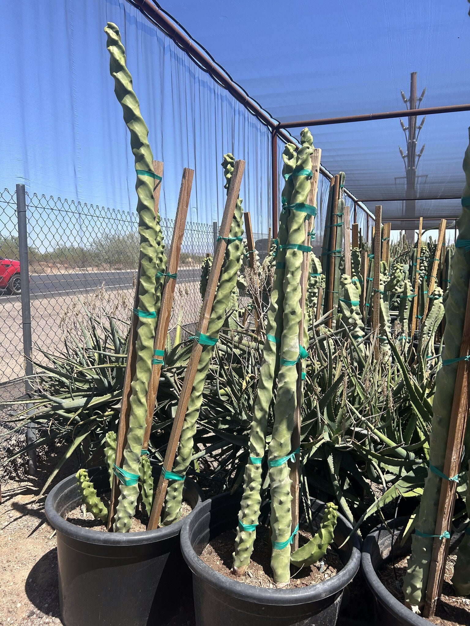 Spiral Totem Pole 24"/25 Gallon