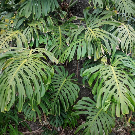 Split Leaf Philodendron