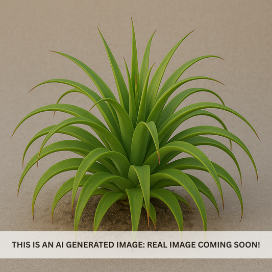 Squid Agave