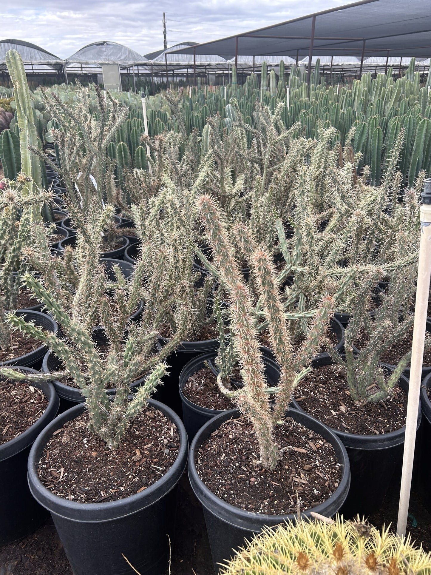 Staghorn Cholla 10/15 Gallon