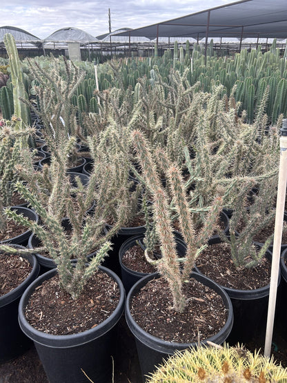 Staghorn Cholla 10/15 Gallon