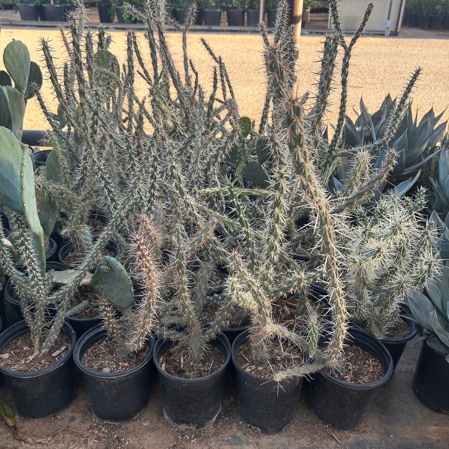 1 gallon Staghorn Cholla (Cylindropuntia versicolor) in nursery pot — Phoenix, AZ