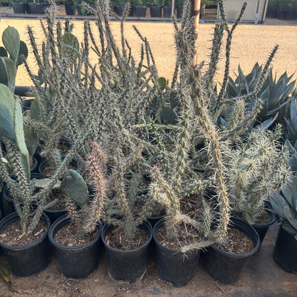 1 gallon Staghorn Cholla (Cylindropuntia versicolor) in nursery pot — Phoenix, AZ