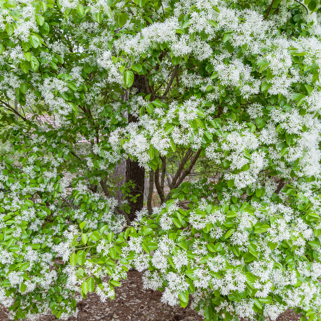 Star Jasmine Bush