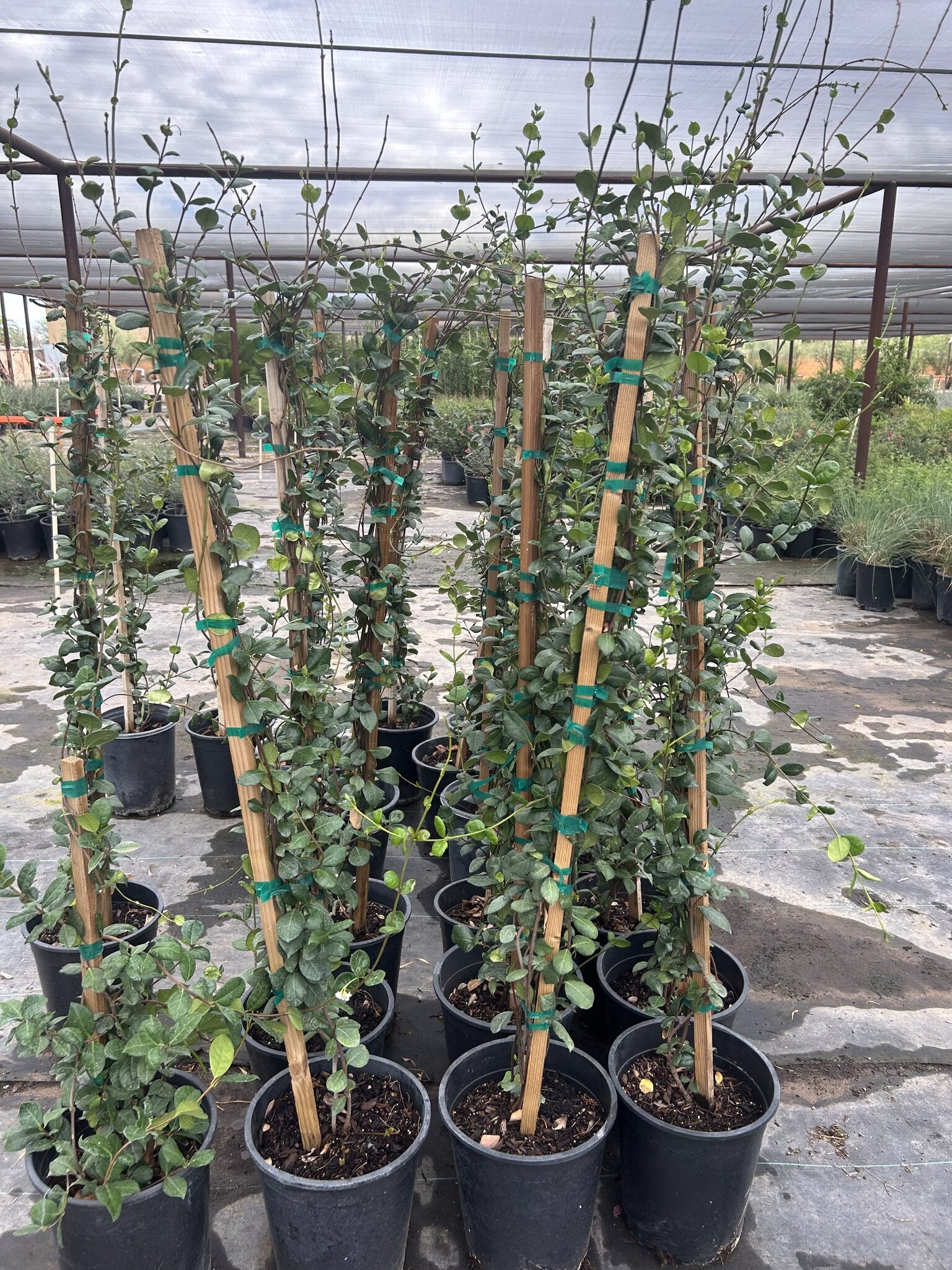 Star Jasmine Staked - 3/5 Gallon