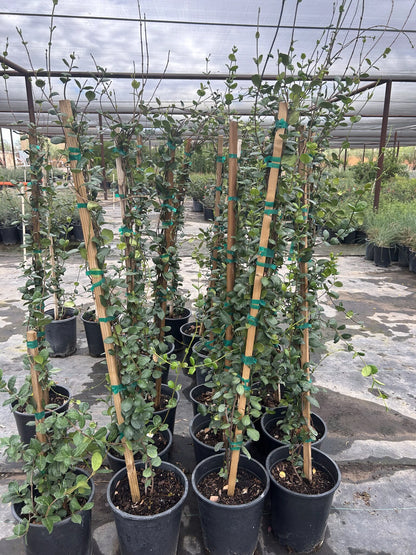 Star Jasmine Staked - 3/5 Gallon