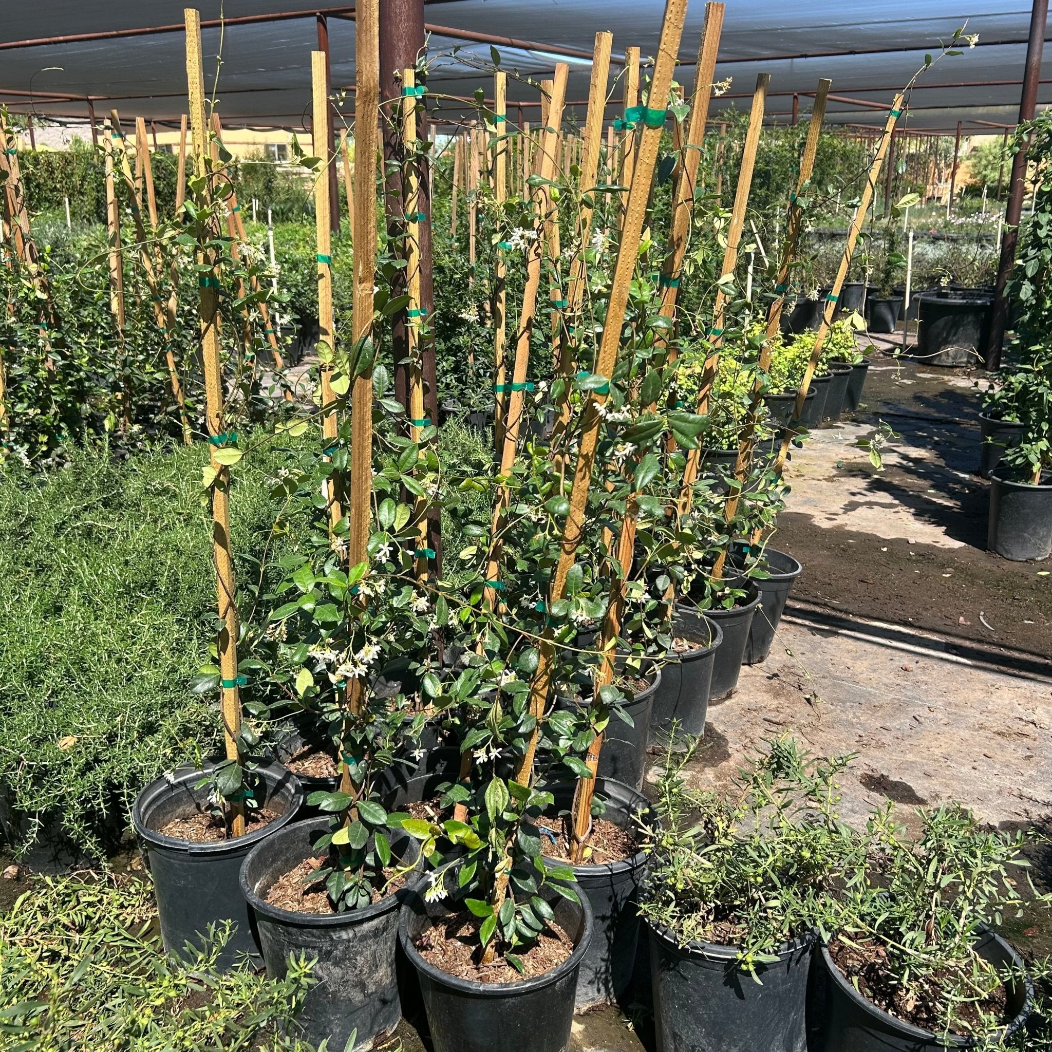 Buy Star Jasmine Bush Phoenix, AZ | Trachelospermum | Three
