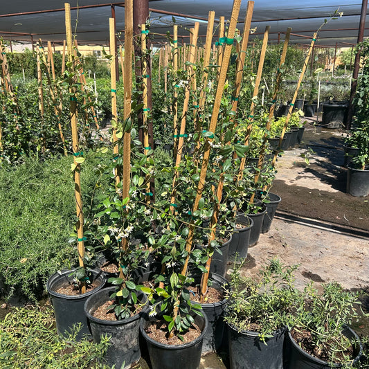 5 gallon Star Jasmine (Trachelospermum jasminoides) in nursery pot — Phoenix, AZ