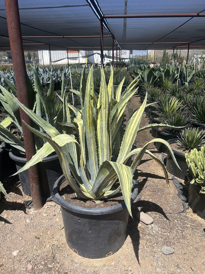 Stars & Stripes Agave CCF