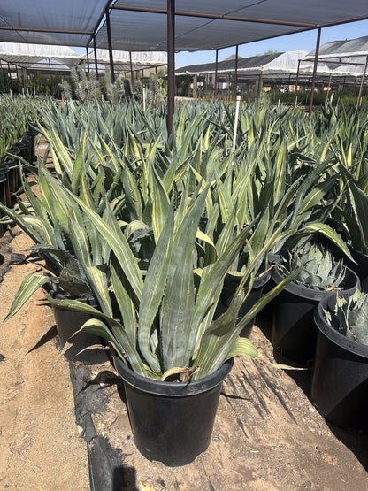 Stars & Stripes Agave CCF