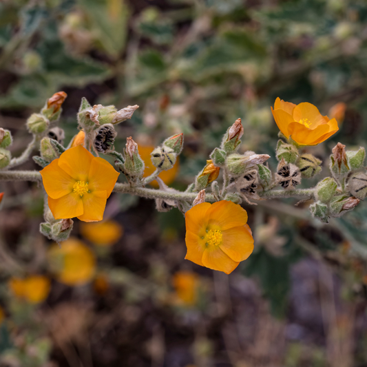 Superstition Mallow