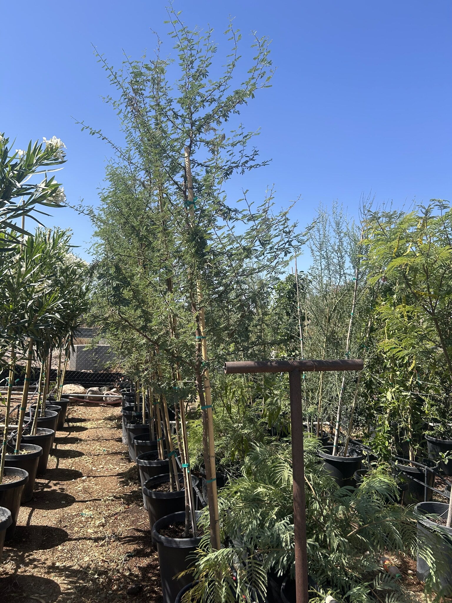 Sweet Acacia 10/15 Gallon