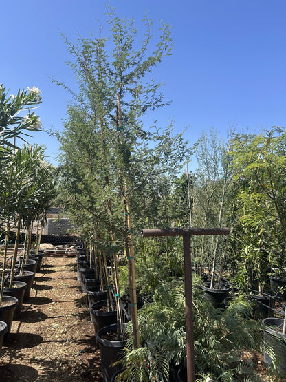 Sweet Acacia 10/15 Gallon