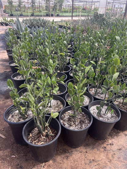 Tall Slipper Plant