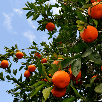 Tangelo Tree (Citrus reticulata x maxima) with ripe orange fruit and glossy green leaves — Phoenix, AZ