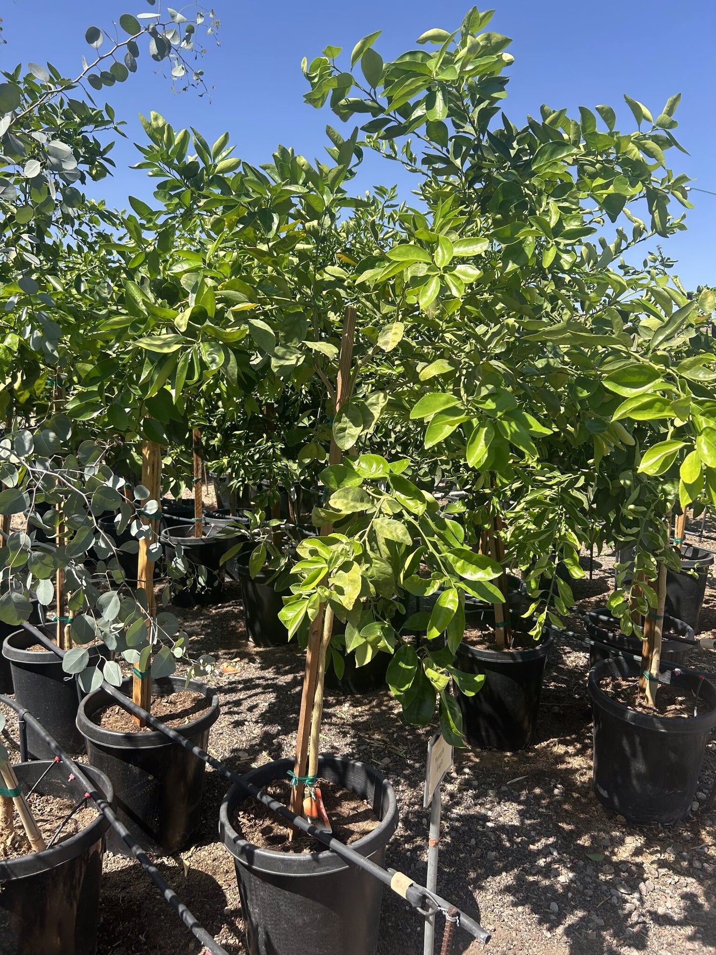 Tangelo Tree 10/15 Gallon