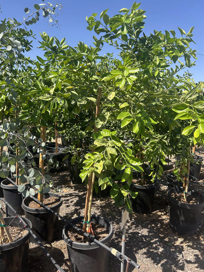 Tangelo Tree 10/15 Gallon