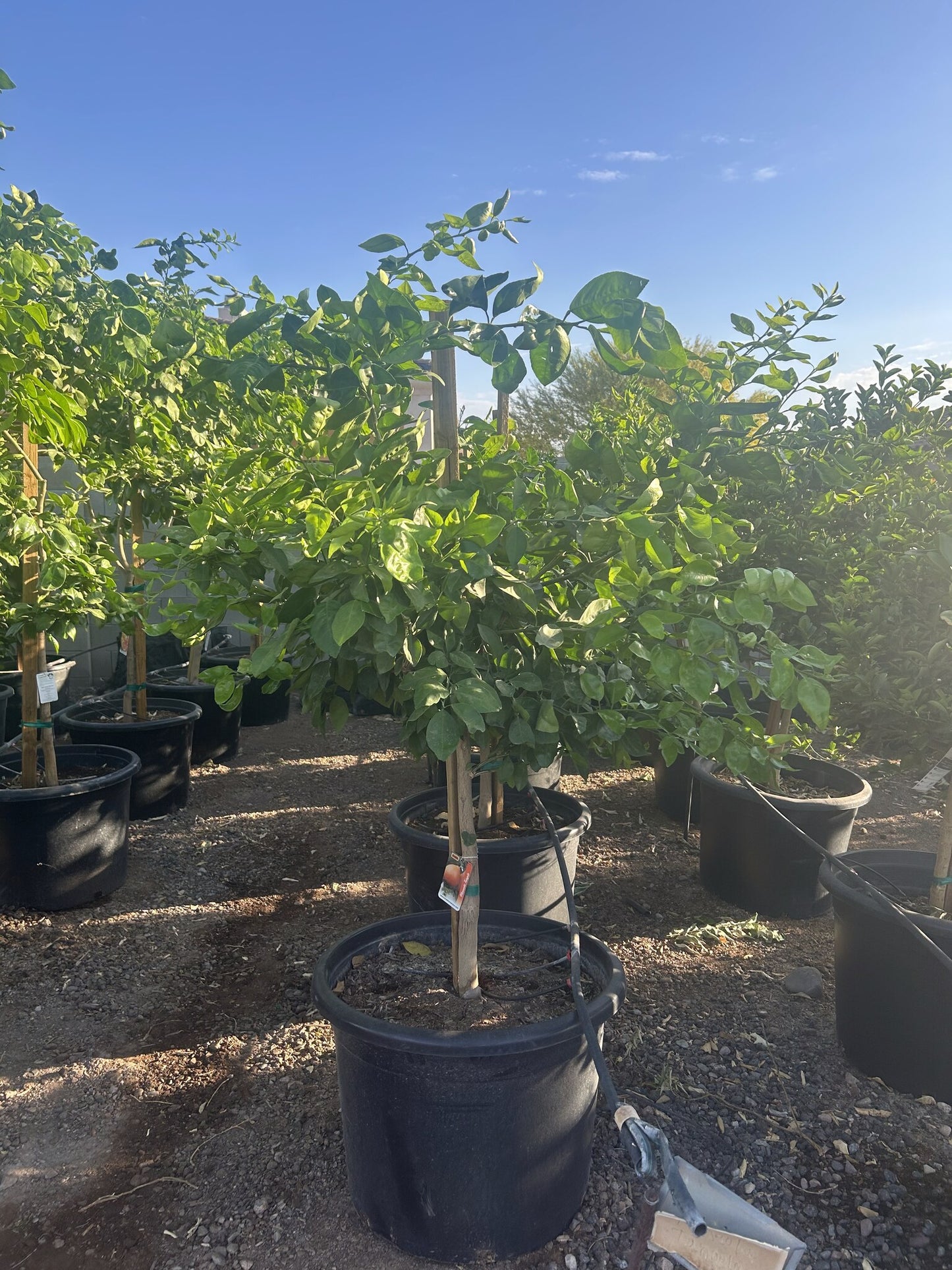 Tangelo Tree
