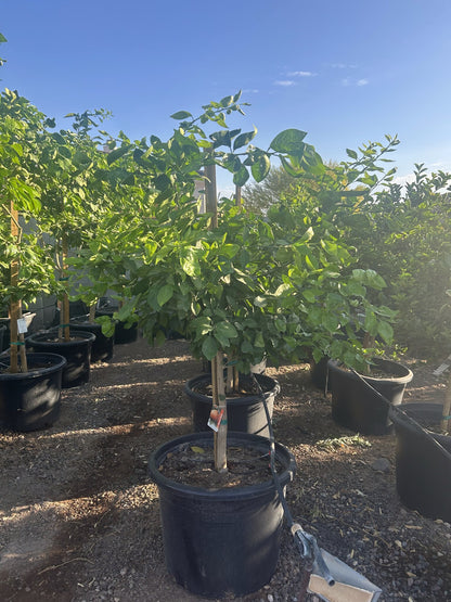 Tangelo Tree