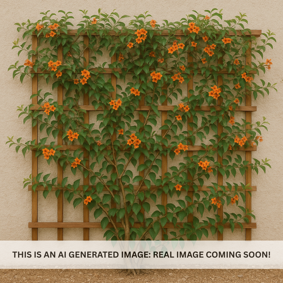Tangerine Beauty Cross Vine Espalier