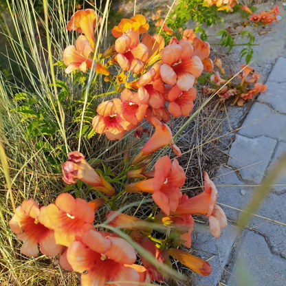 Tangerine Beauty Cross Vine (Bignonia capreolata) orange trumpet flowers blooming along pathway — Phoenix, AZ