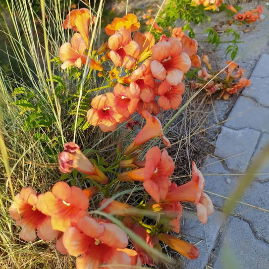 Tangerine Crossvine