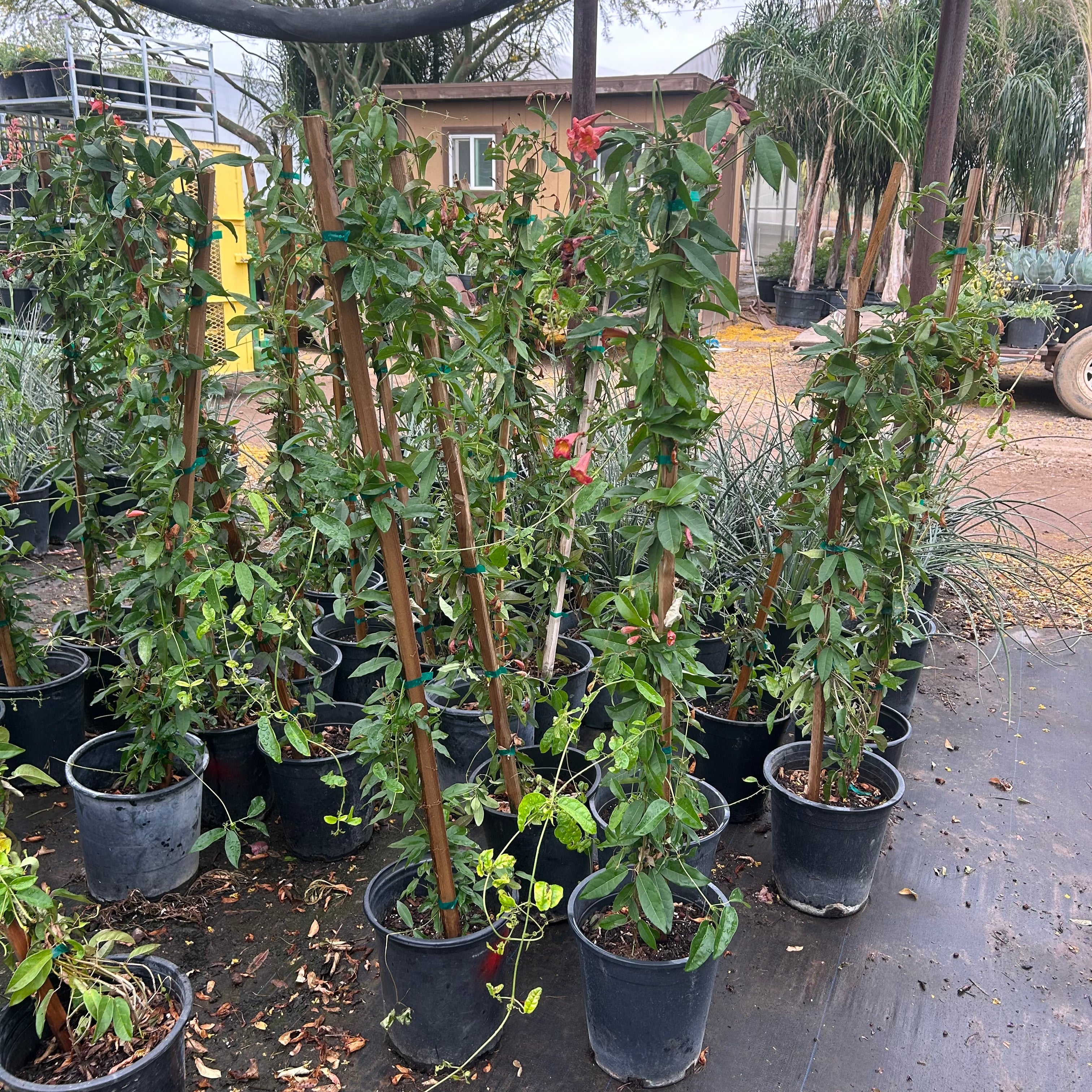 Buy Tangerine Beauty Cross Vine Phoenix, AZ | Bignonia | Three