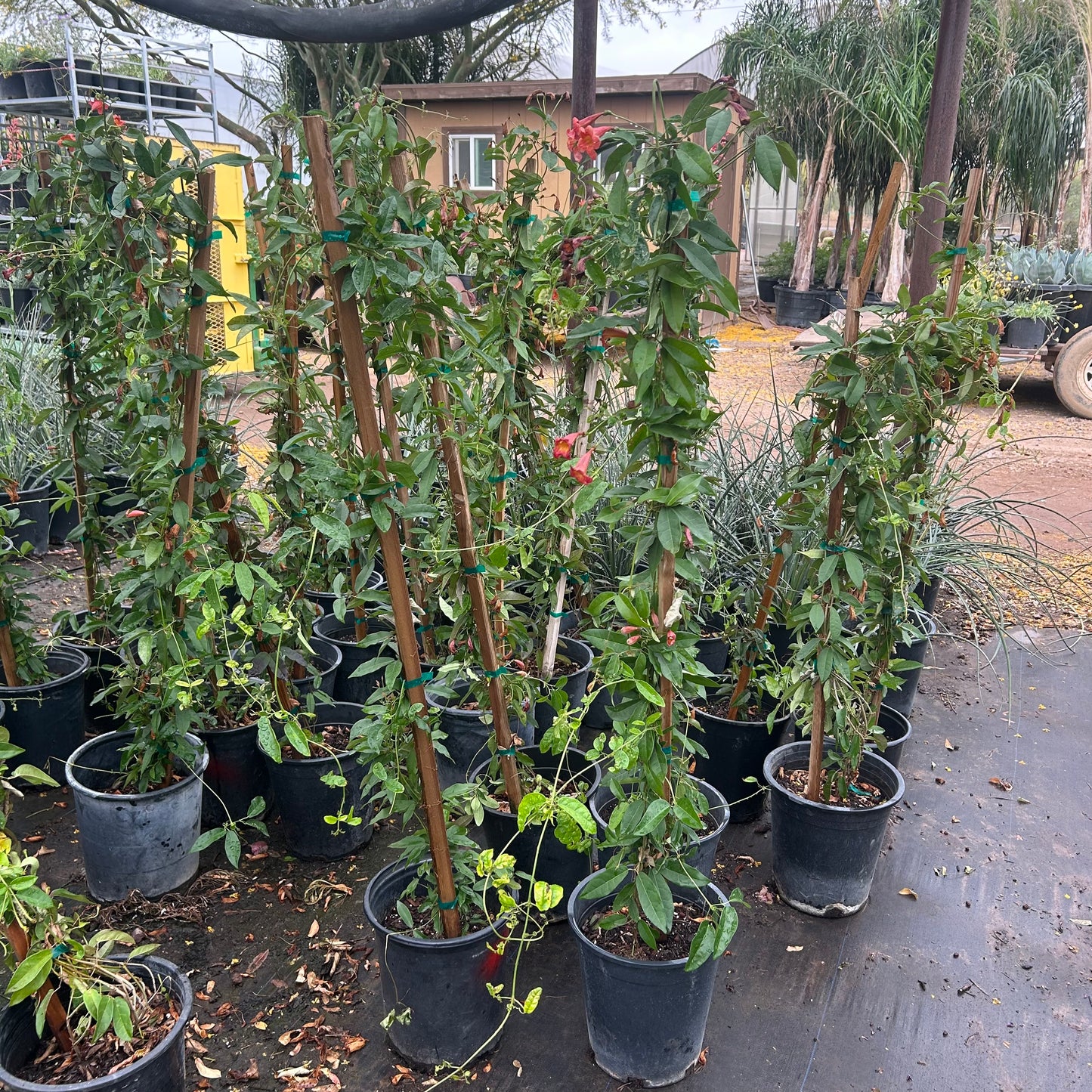 5 gallon Tangerine Beauty Cape Honeysuckle (Tecoma capensis) in nursery pot — Phoenix, AZ
