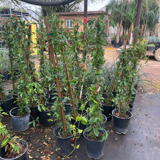 5 gallon Tangerine Beauty Cape Honeysuckle (Tecoma capensis) in nursery pot — Phoenix, AZ