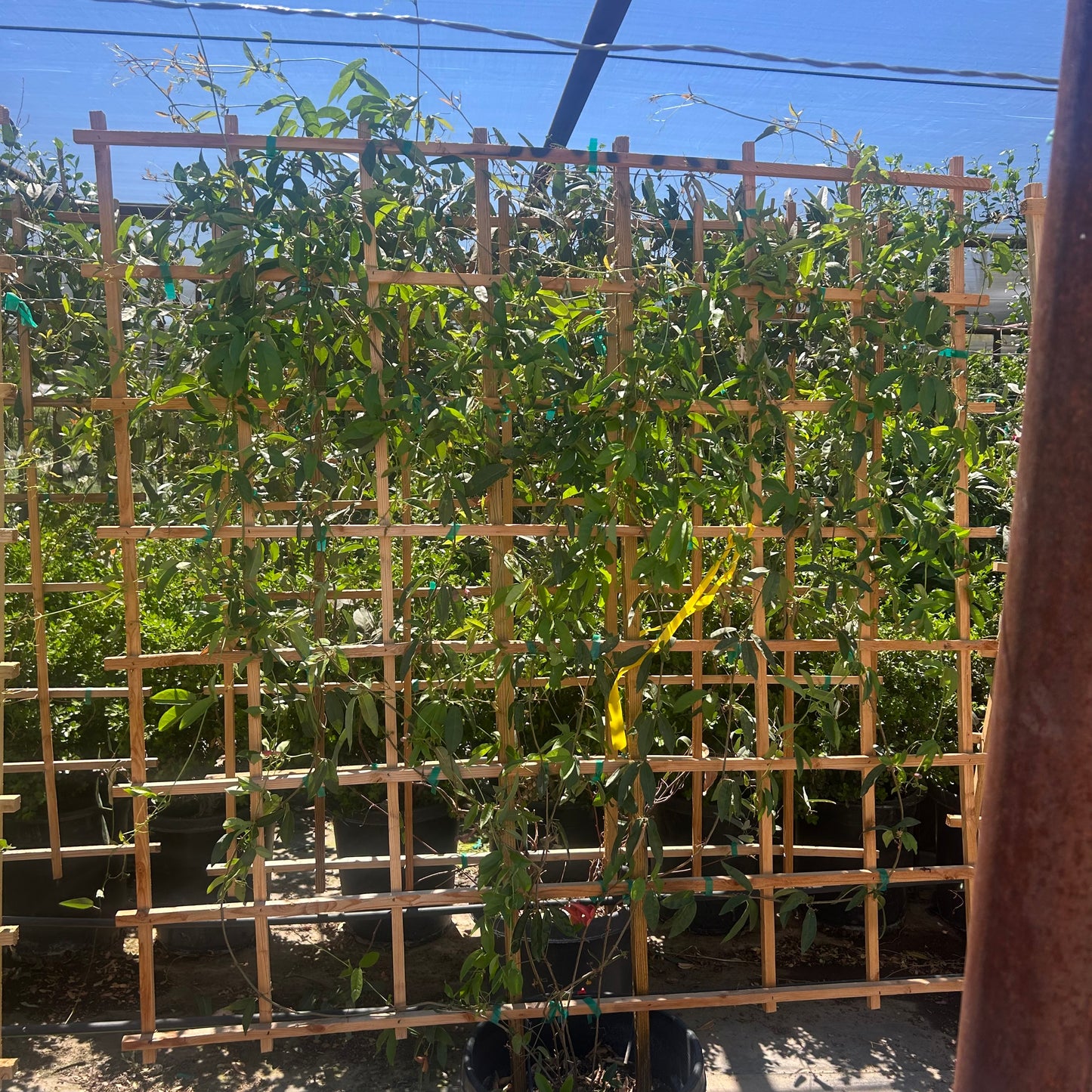 15 gallon Tangerine Beauty Cross Vine (Bignonia capreolata) on wooden espalier trellis in nursery — Phoenix, AZ