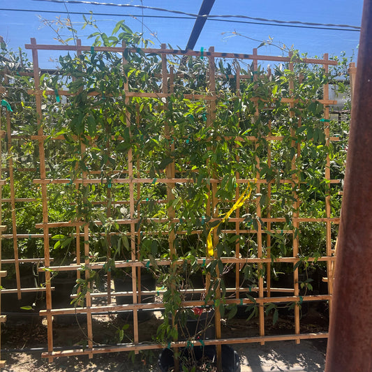 15 gallon Tangerine Beauty Cross Vine (Bignonia capreolata) on wooden espalier trellis in nursery — Phoenix, AZ