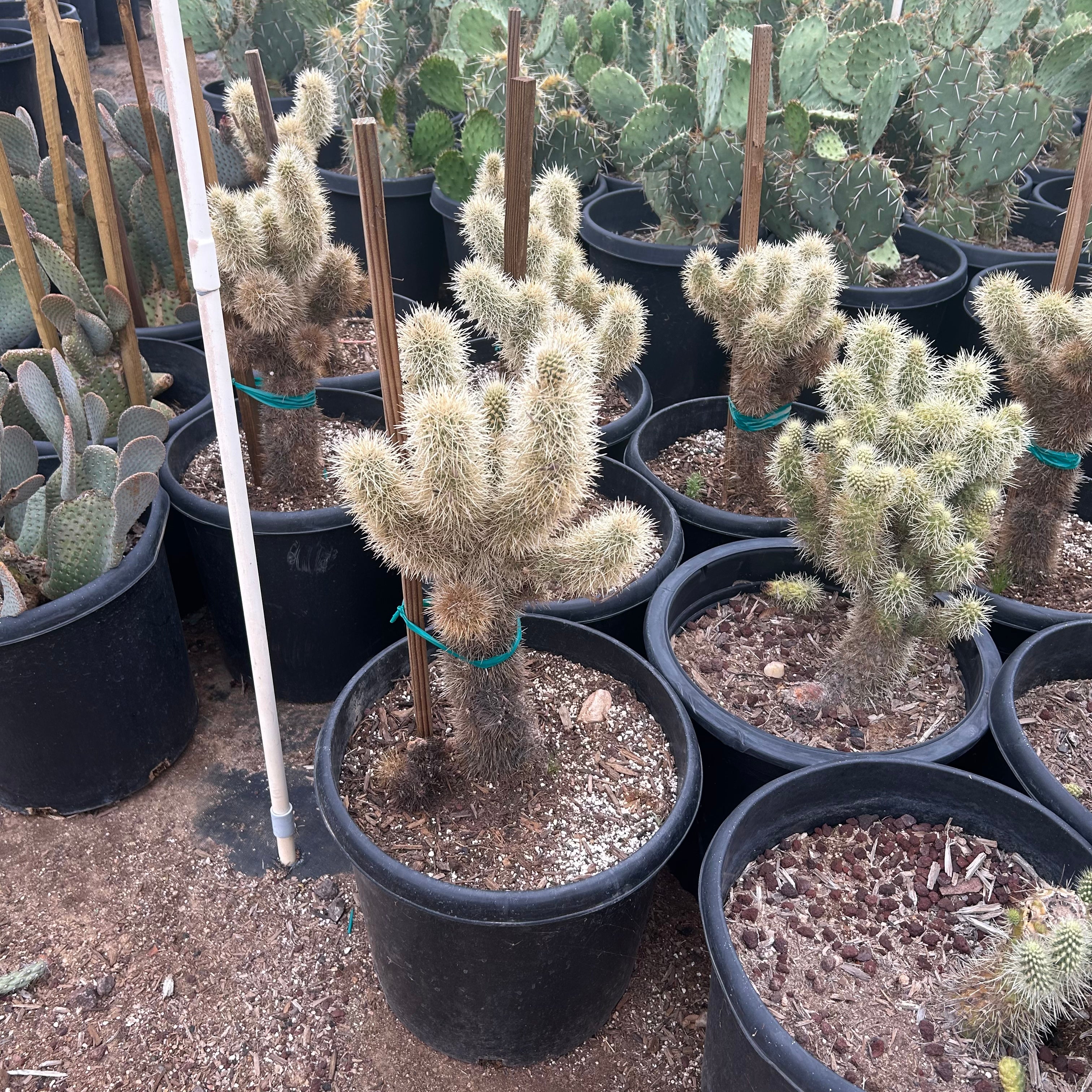 15 gallon Teddy Bear Cholla (Cylindropuntia bigelovii) in nursery pot — Phoenix, AZ