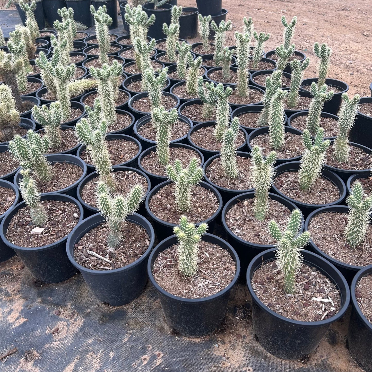 Teddy Bear Cholla cactus (Cylindropuntia bigelovii) in nursery — Phoenix, AZ