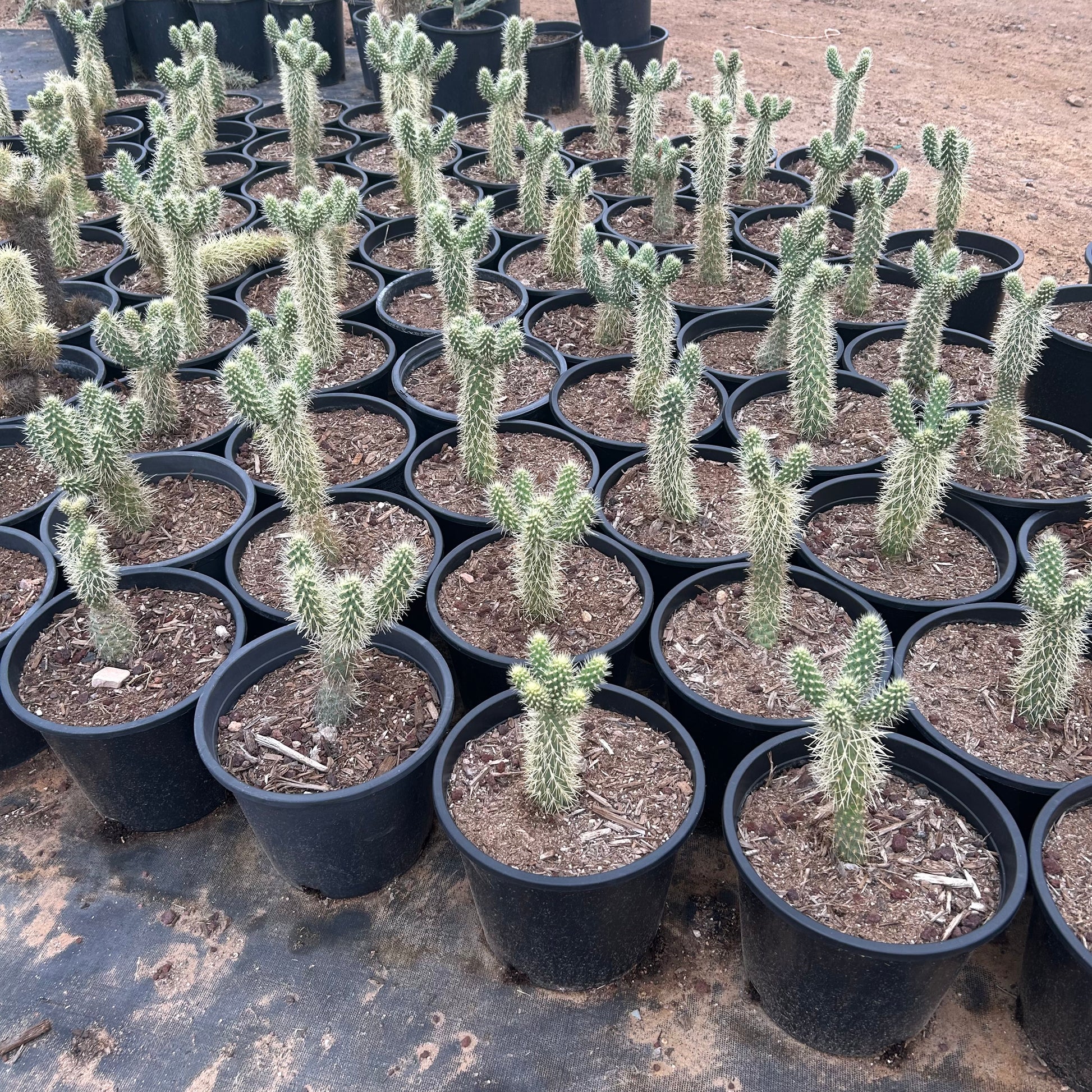Buy Teddy Bear Cholla Phoenix, AZ | C. bigelovii