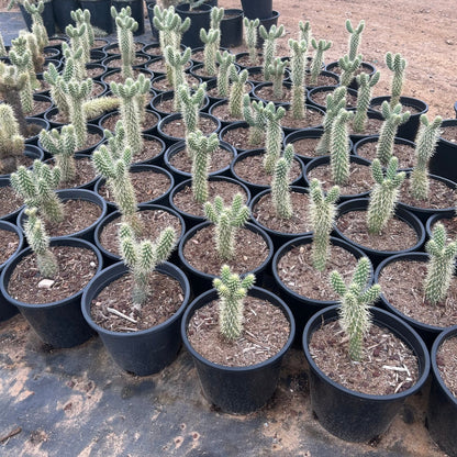 Teddy Bear Cholla cactus (Cylindropuntia bigelovii) in nursery — Phoenix, AZ