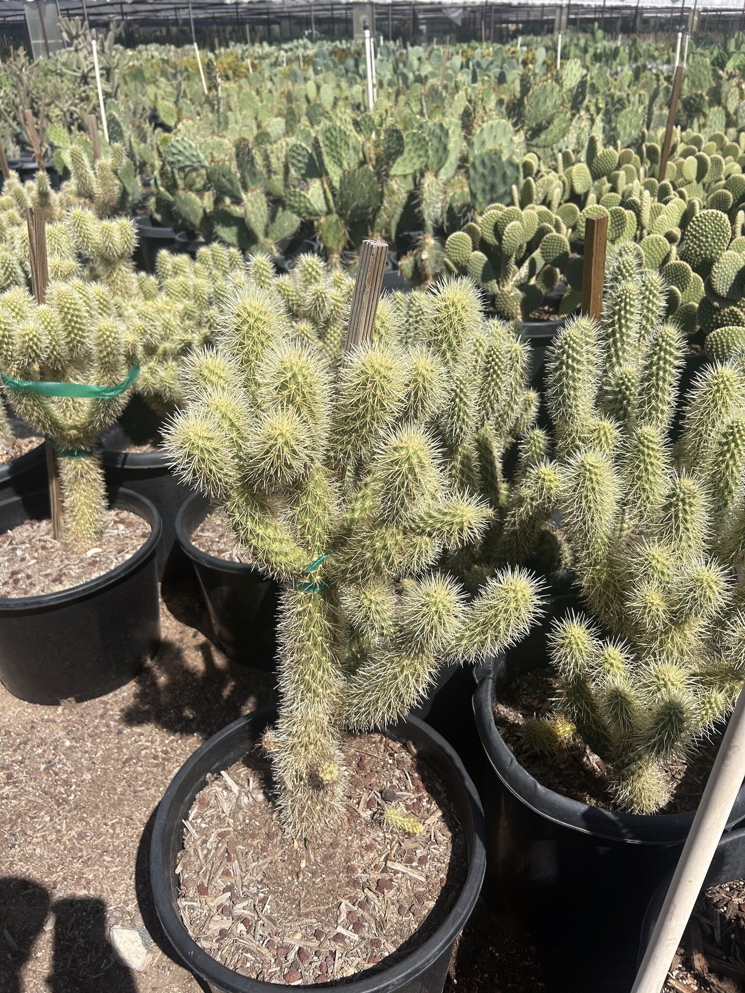 Teddy Bear Cholla 10/15 Gallon