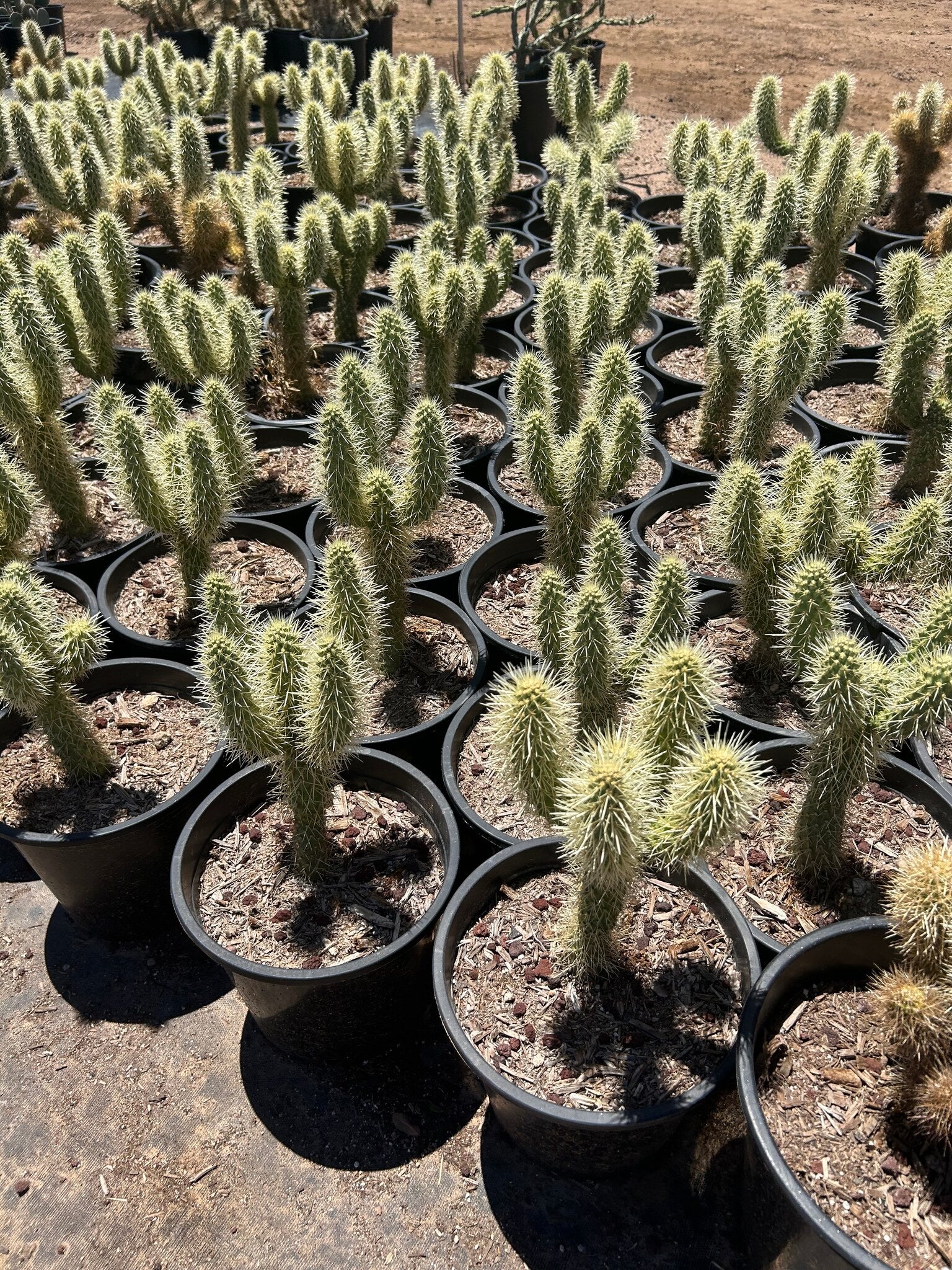 Teddy Bear Cholla - 3/5 Gallon