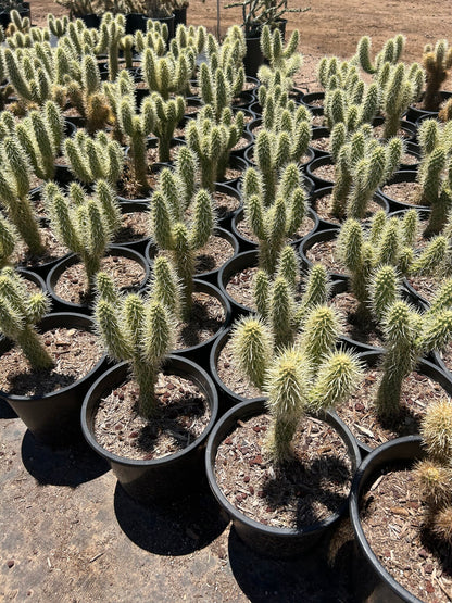 Teddy Bear Cholla - 3/5 Gallon